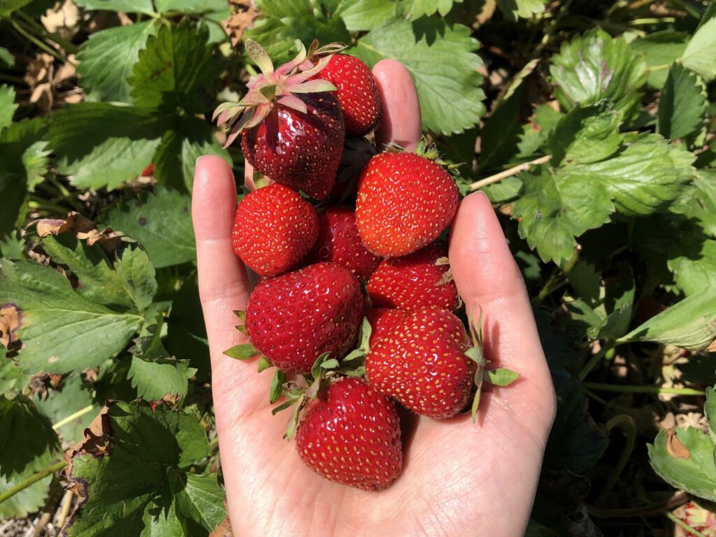 Eating local: for you, for the environment, for others Eating local: for you, for the environment, for others